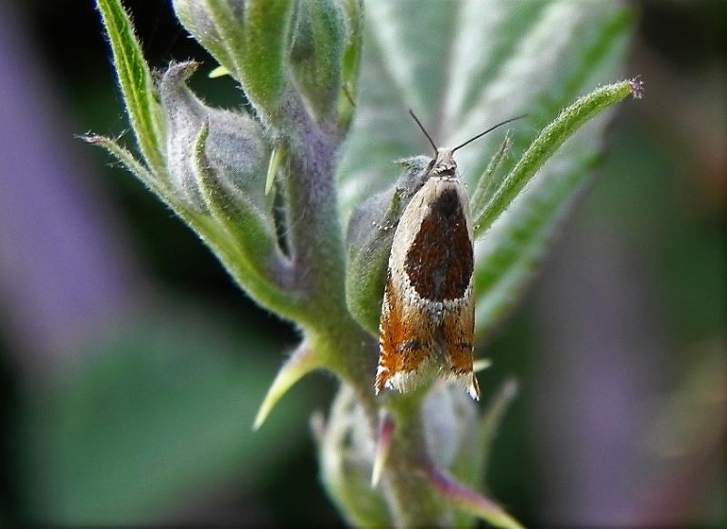 ID falena - Ancylis badiana, Tortricidae