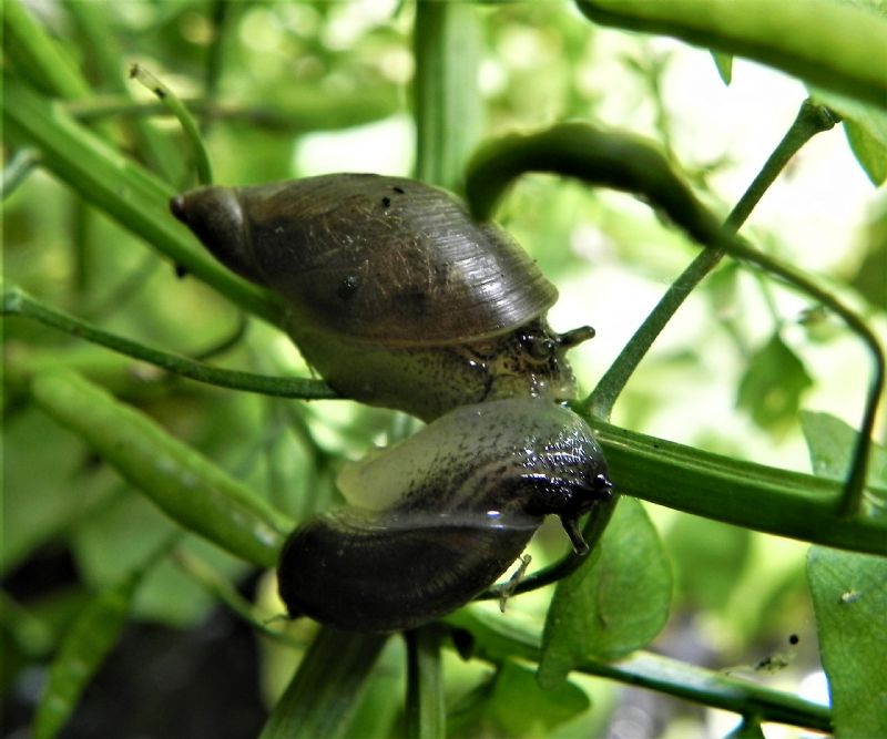 ID Chiocciola acquatica