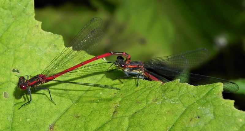 Pyrrhosoma nymphula (Coenagrionidae)