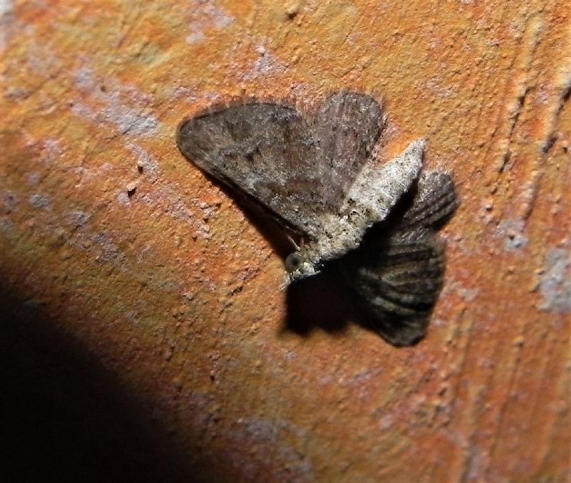 ID falena - Gymnoscelis rufifasciata, Geometridae