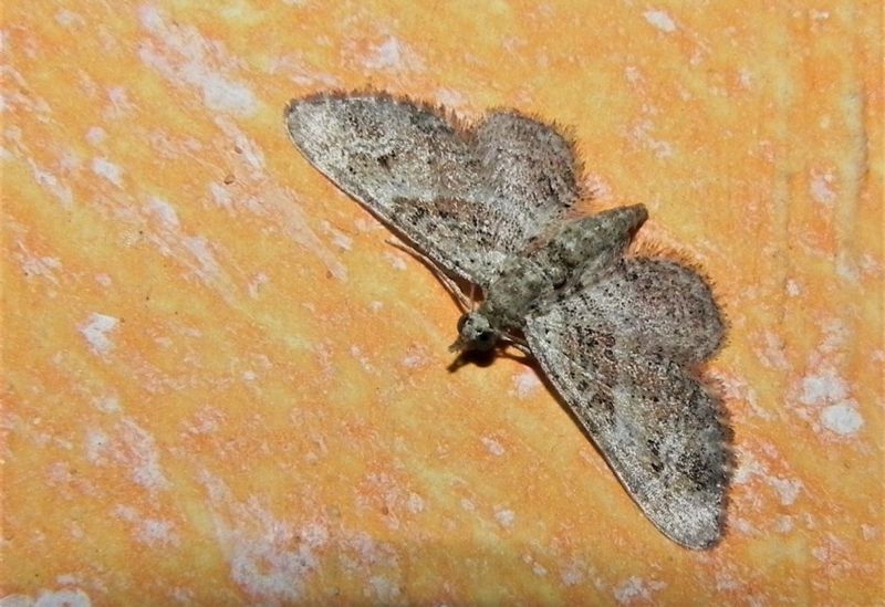 ID falena - Gymnoscelis rufifasciata, Geometridae