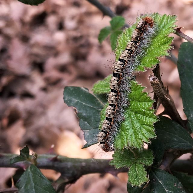 ID bruco - Lasiocampa (Lasiocampa) quercus