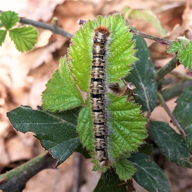 ID bruco - Lasiocampa (Lasiocampa) quercus