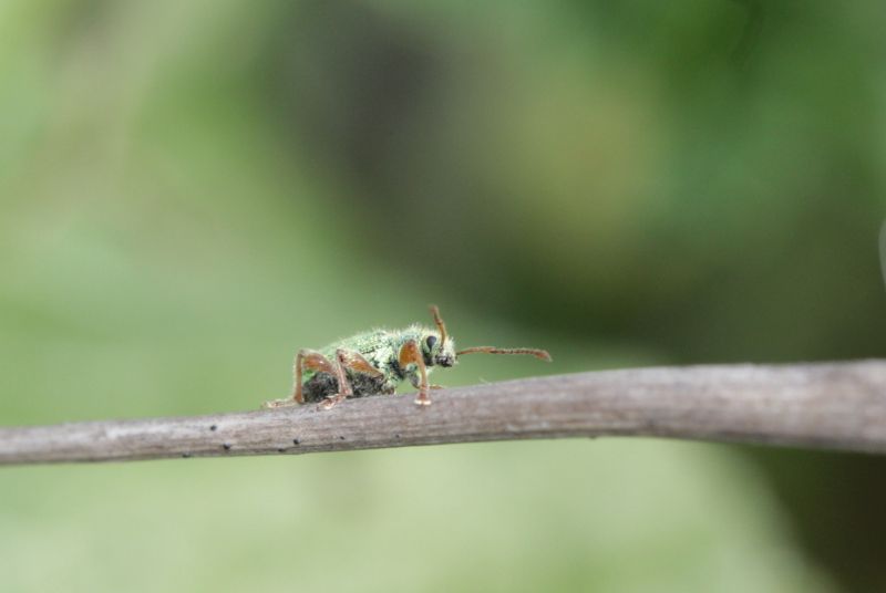 Curculionidae:  Phyllobius longipilis