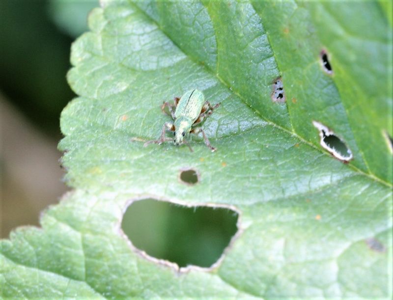 Curculionidae:  Phyllobius longipilis