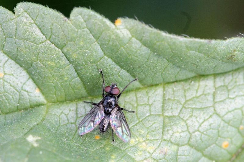 ID Diptera