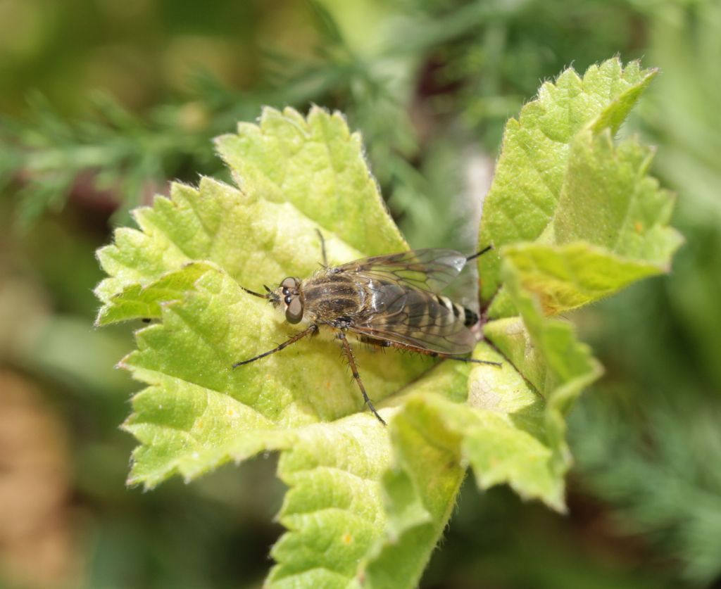 ID Diptera