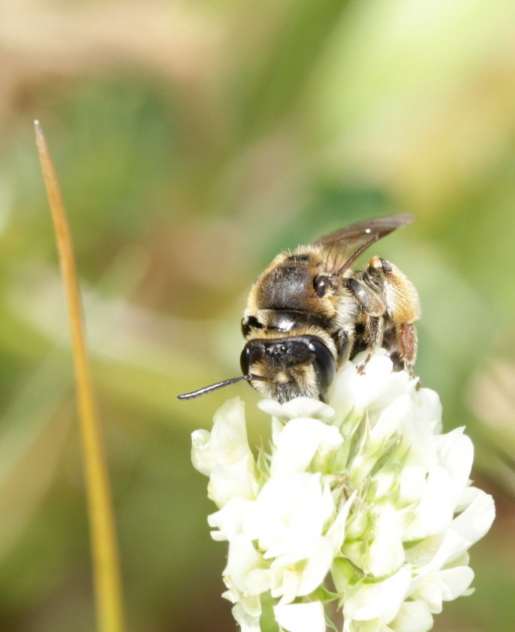 Apidae Andreninae:   Andrena flavipes, femmina