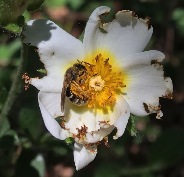 Apidae Halictinae: Lasioglossum cfr. leucozonium, femmina