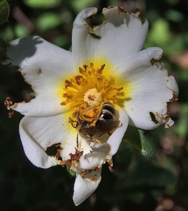 Apidae Halictinae: Lasioglossum cfr. leucozonium, femmina