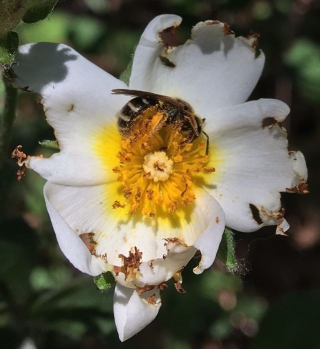 Apidae Halictinae: Lasioglossum cfr. leucozonium, femmina