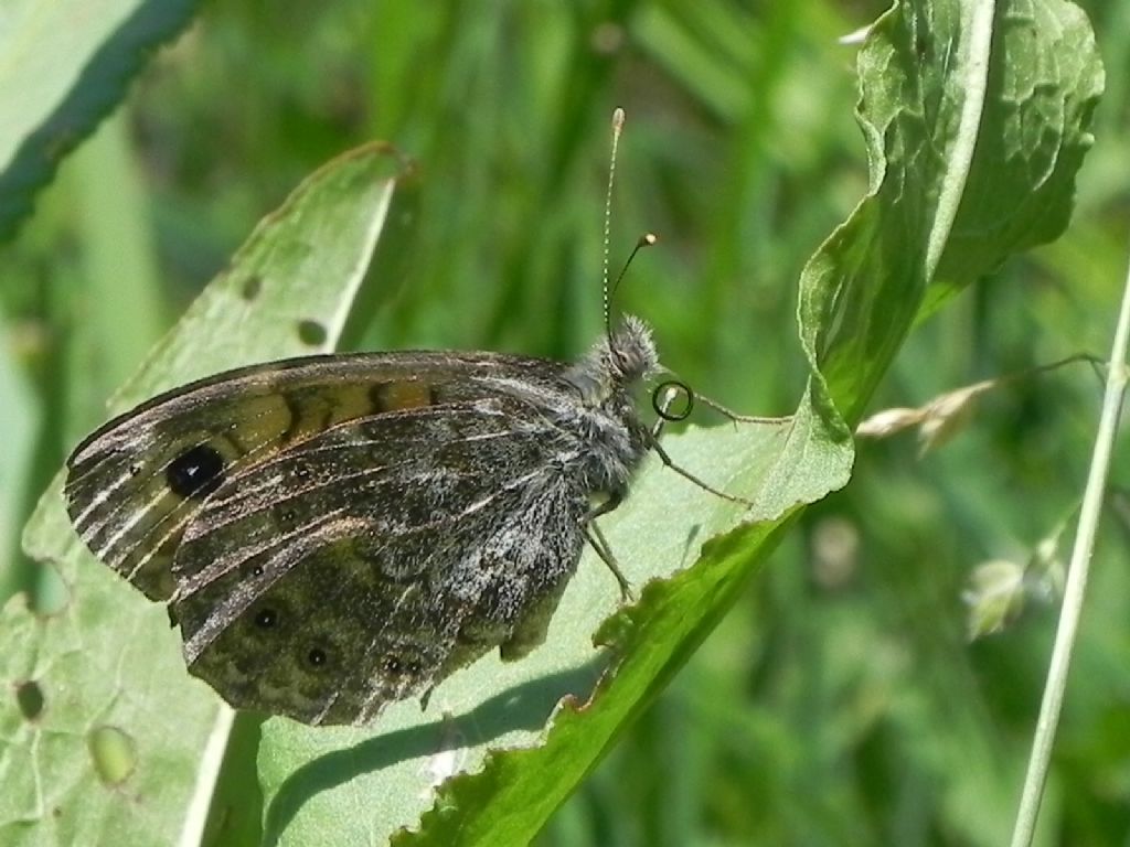 ID Nymphalidae - Lasiommata megera