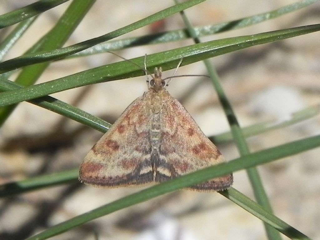 ID falena - Pyrausta despicata