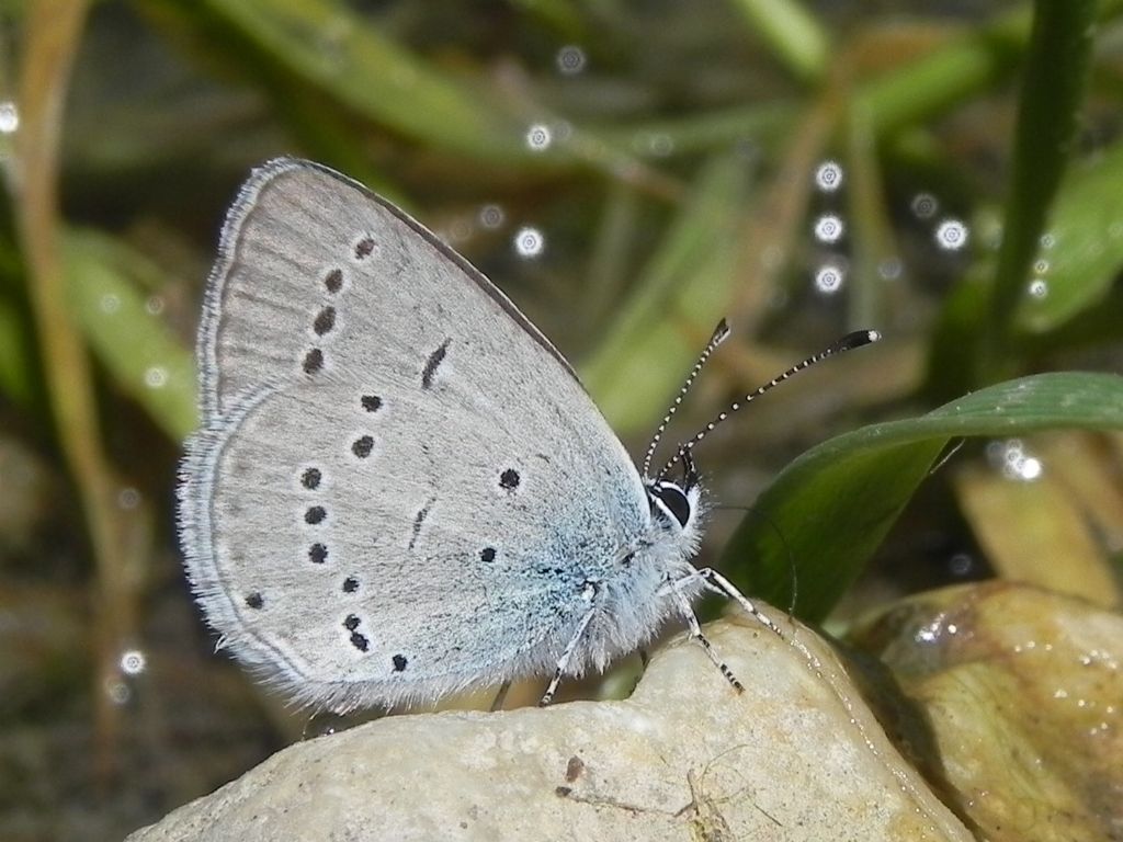 ID Lycaenidae