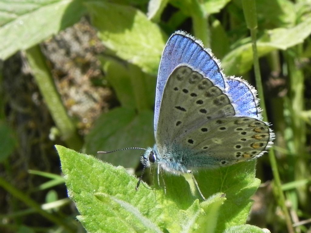 ID Lycaenidae - Polyommatus (Lysandra) bellargus