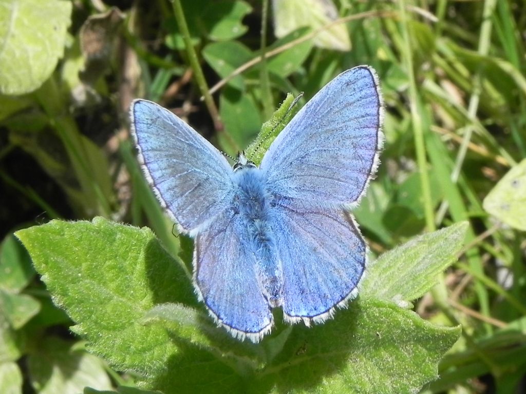 ID Lycaenidae - Polyommatus (Lysandra) bellargus