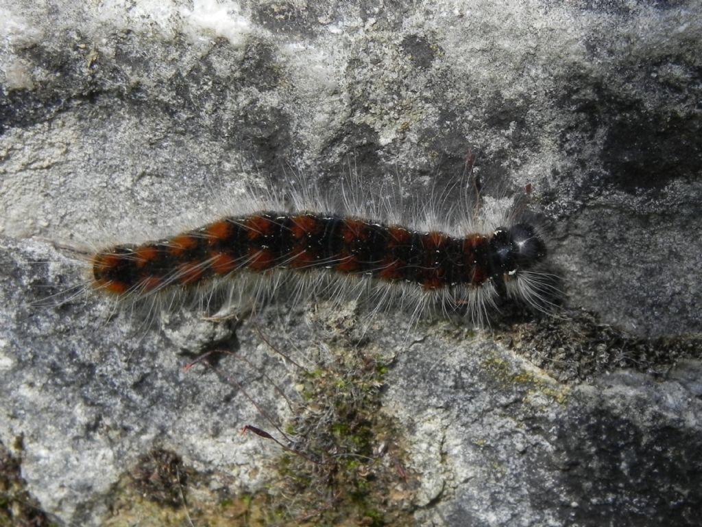 ID Larva - Eriogaster (Eriogaster) lanestris