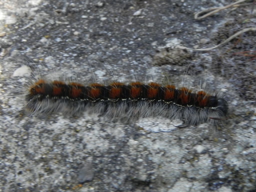 ID Larva - Eriogaster (Eriogaster) lanestris