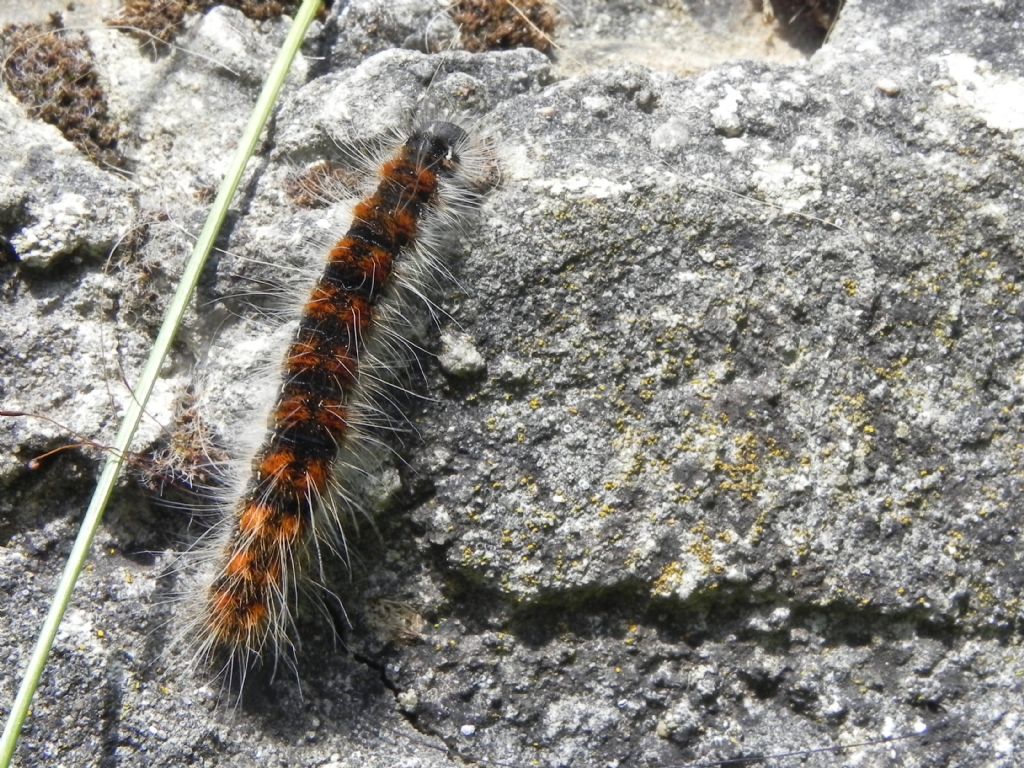 ID Larva - Eriogaster (Eriogaster) lanestris