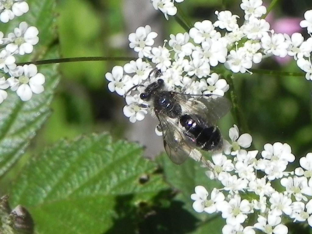 Apidae Andreninae:   Andrena sp.