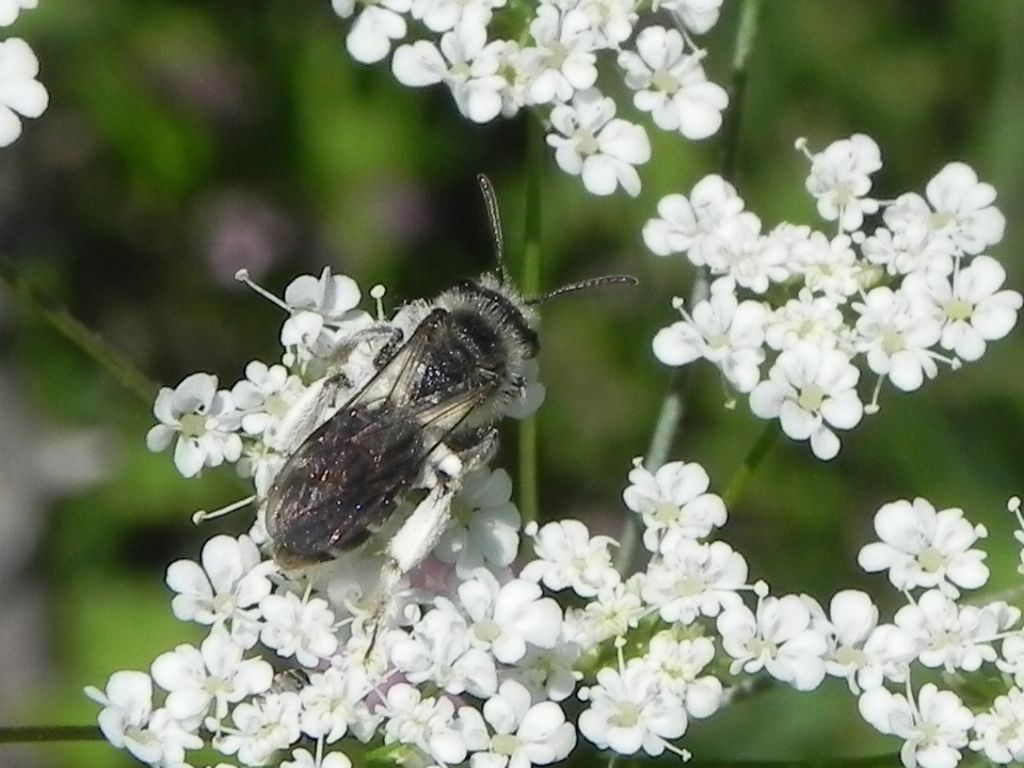 Apidae Andreninae:   Andrena sp.