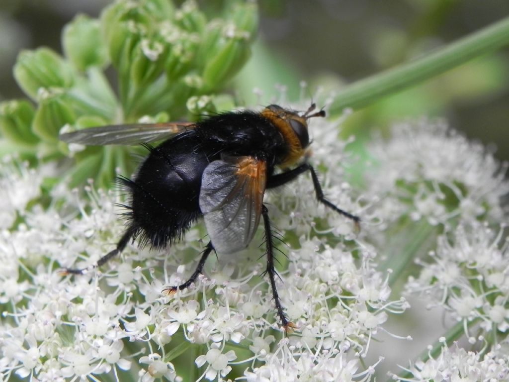 Tachina grossa (Tachinidae)