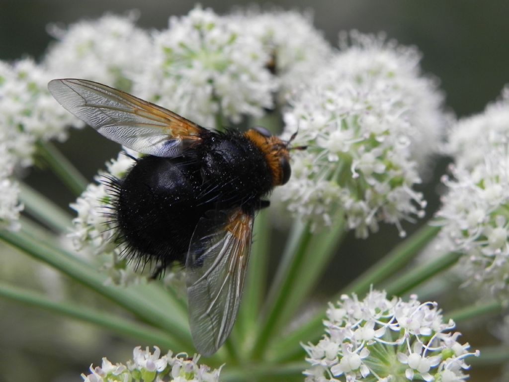 Tachina grossa (Tachinidae)