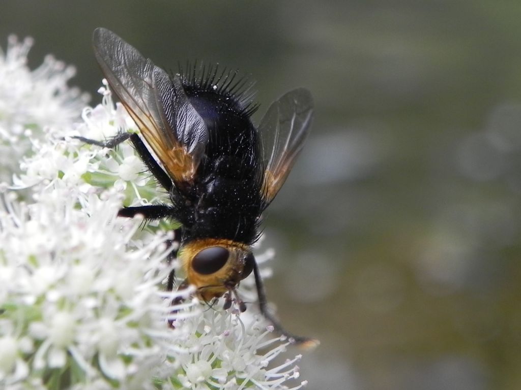 Tachina grossa (Tachinidae)