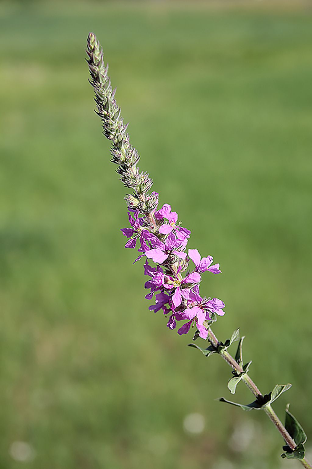 Lythrum salicaria