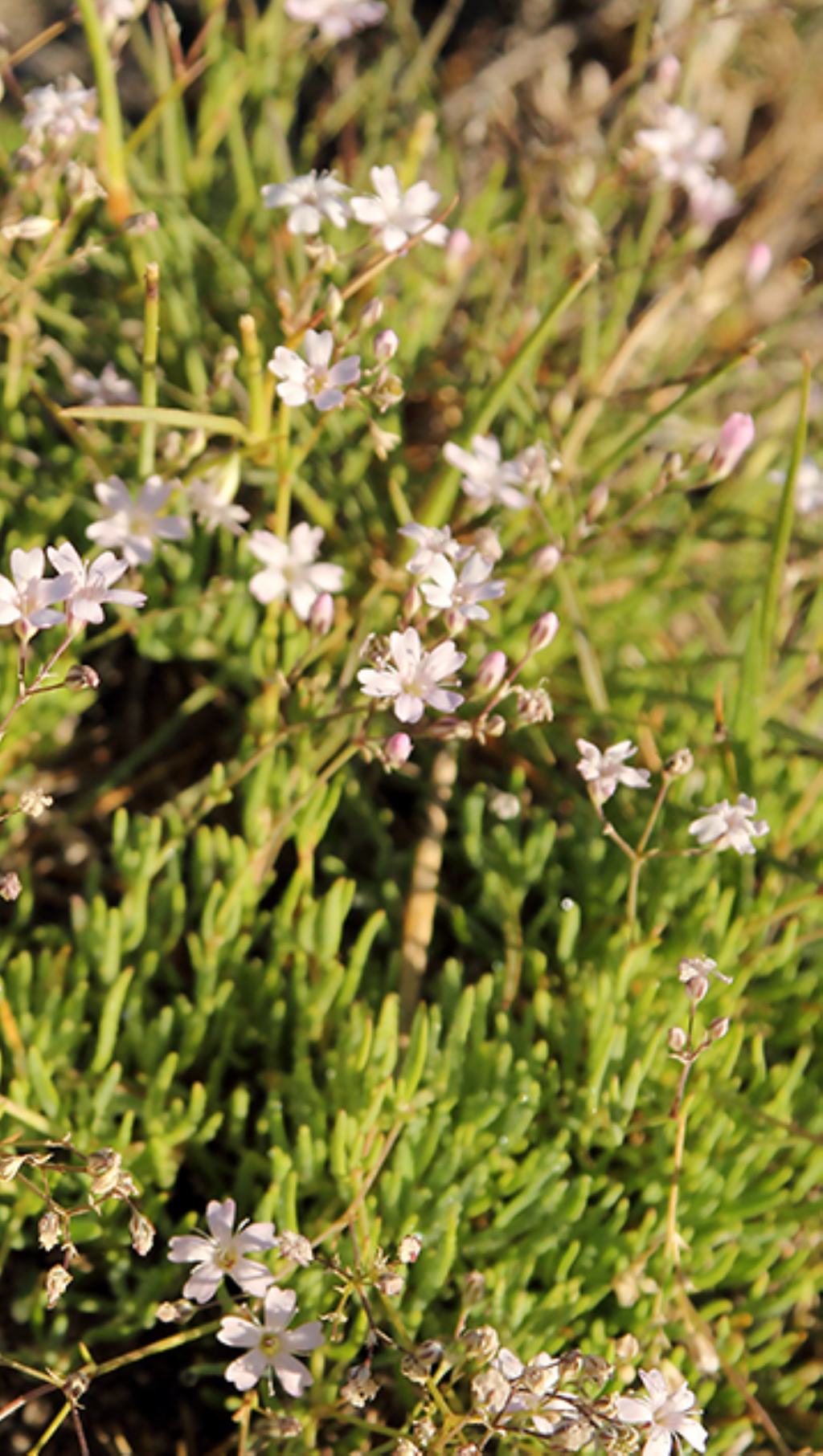 Fiore apuano - Gypsophila repens