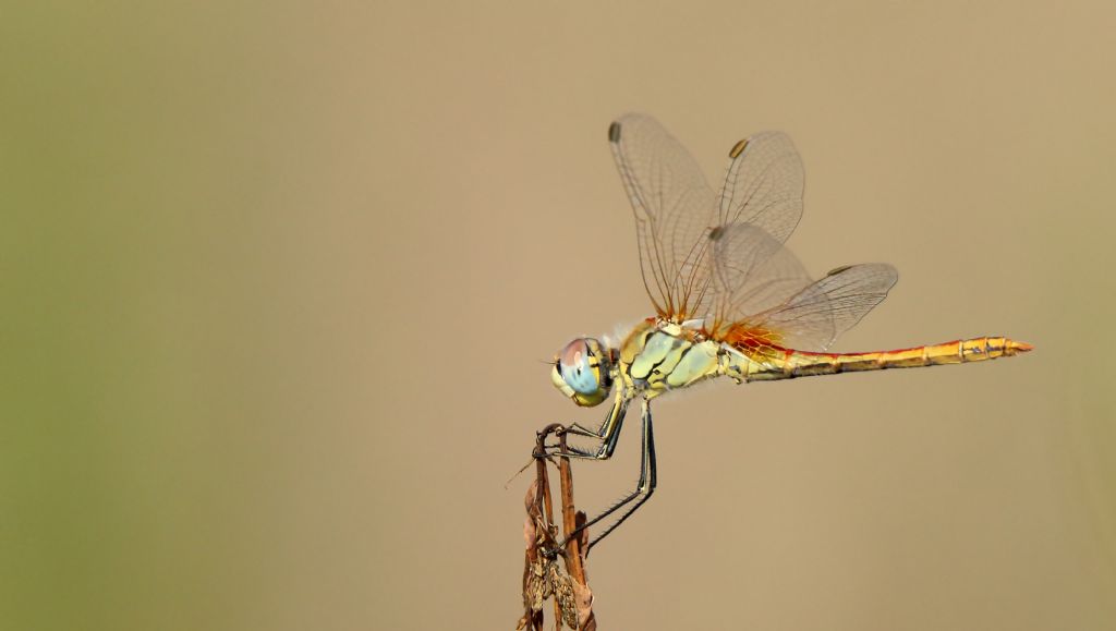 Sympetrum fonscolombii