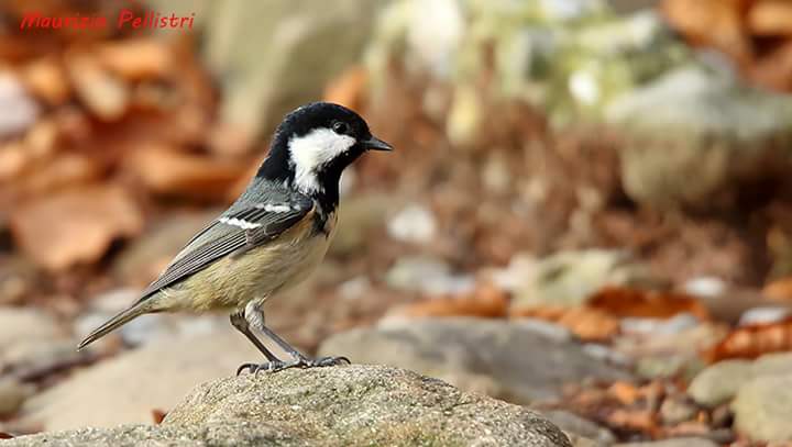 Cincia mora (Periparus ater)