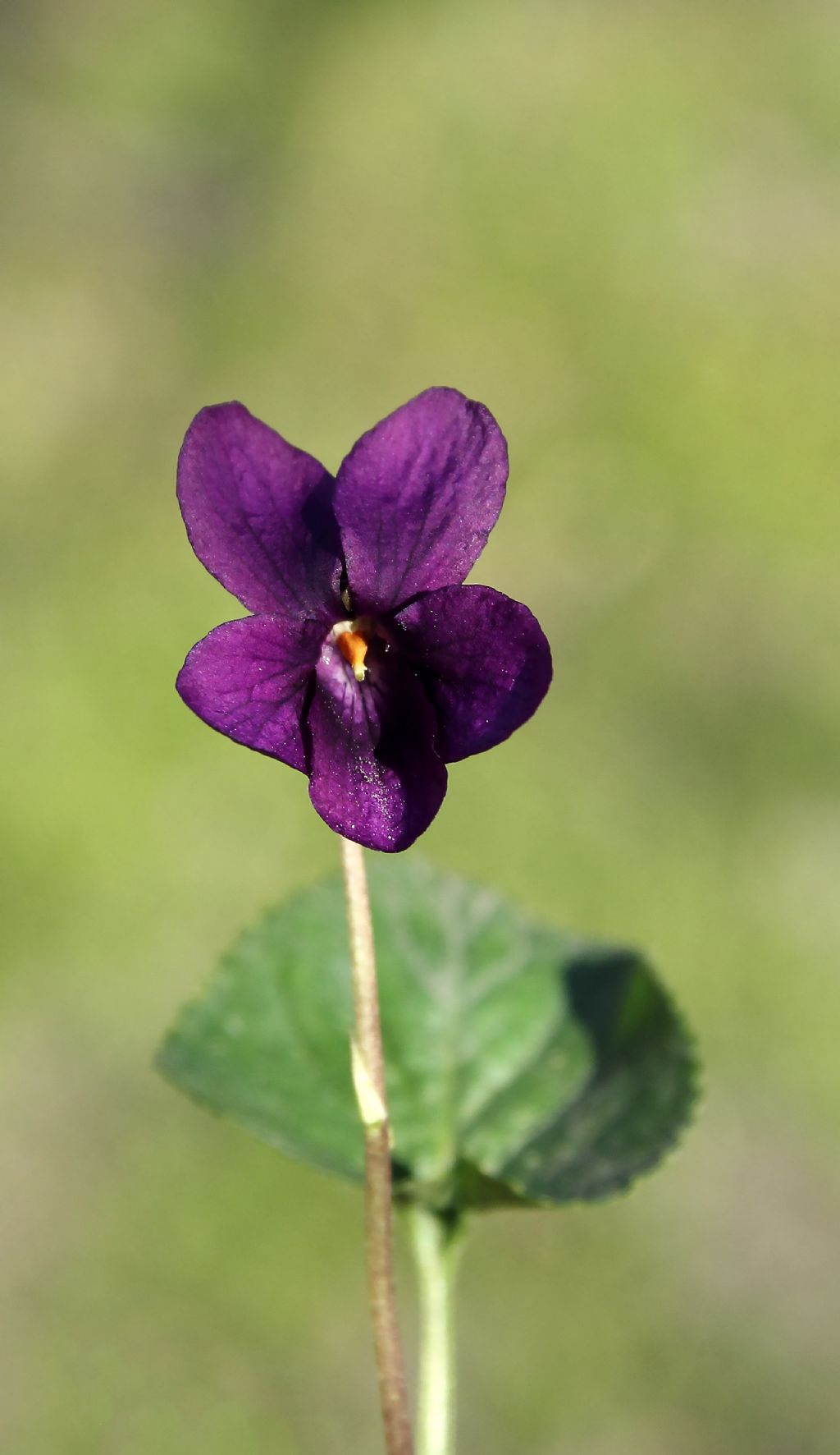 Viola odorata