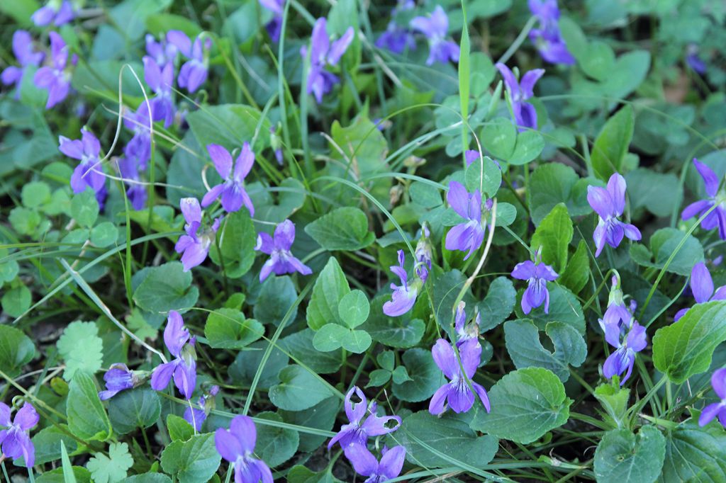 id viola 2 - Viola cfr. suavis