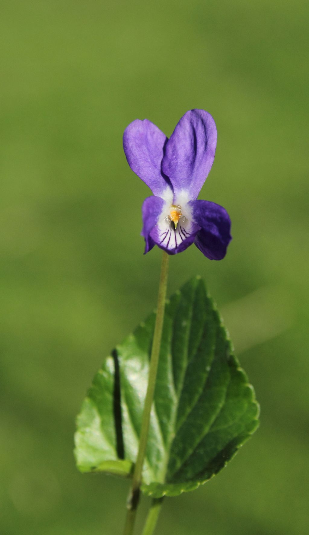 id viola 2 - Viola cfr. suavis