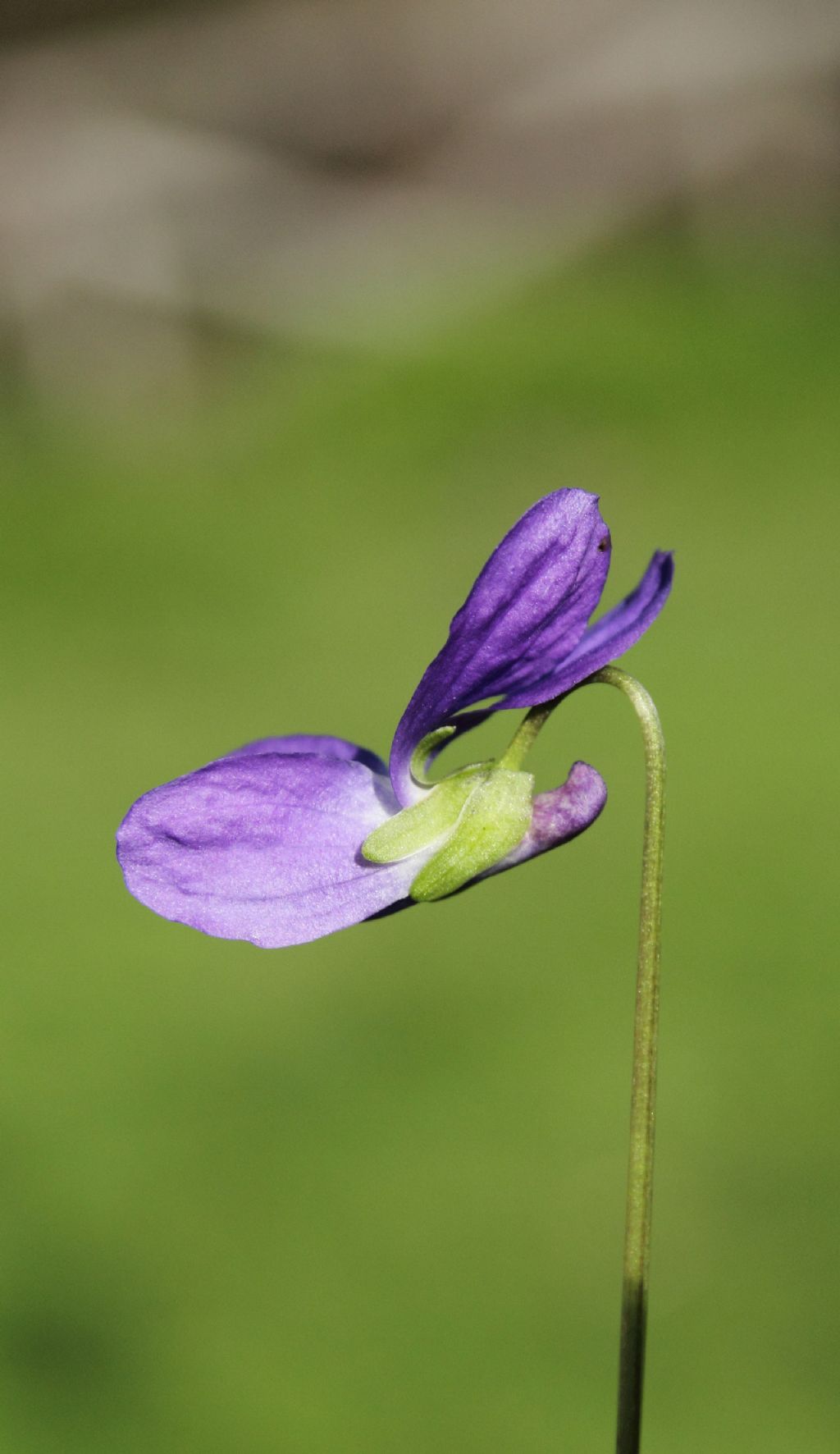 id viola 2 - Viola cfr. suavis