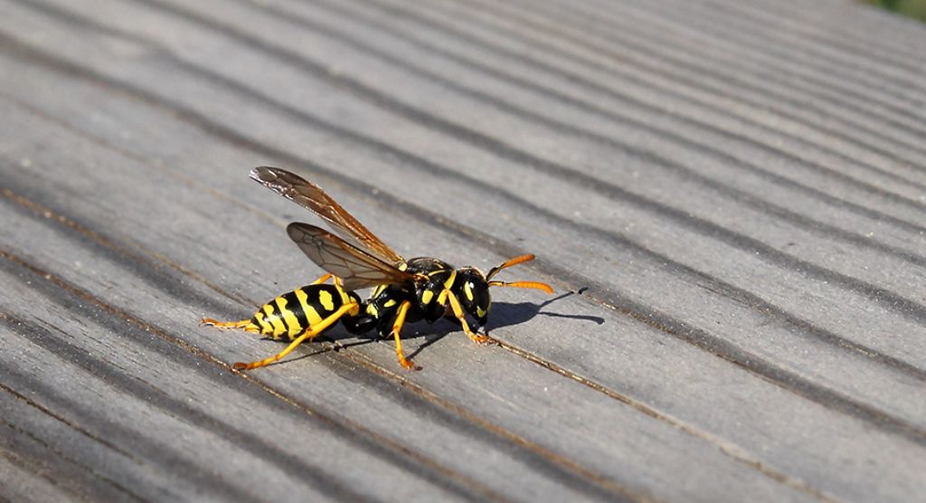 id vespa: Polistes dominula