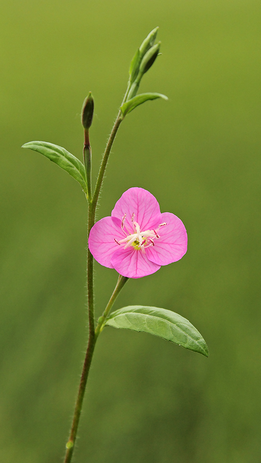 Oenothera rosea