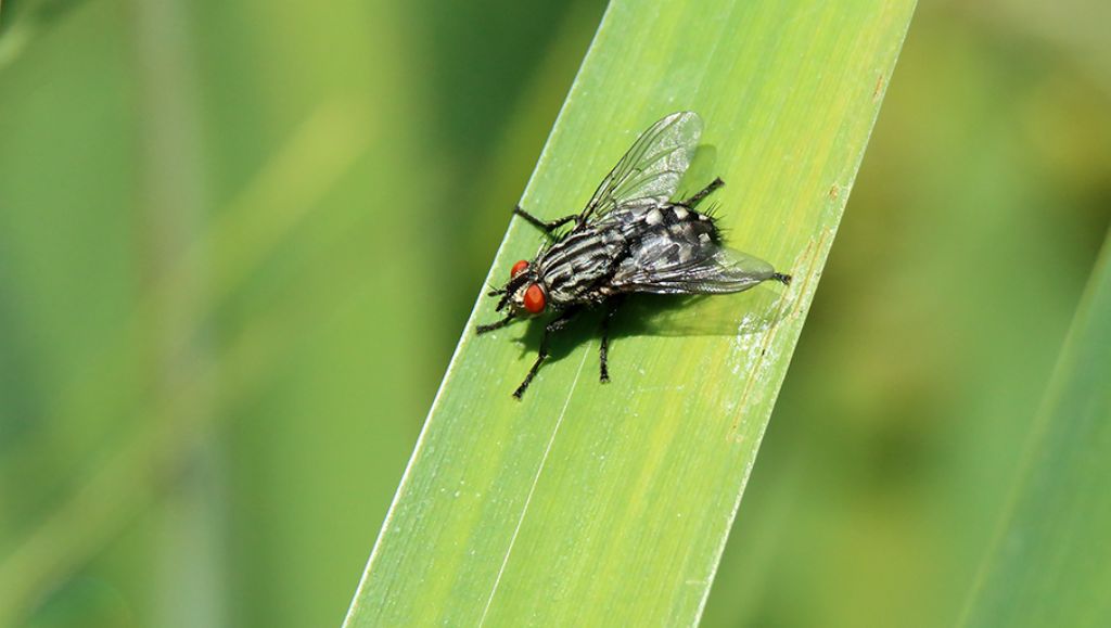 Sarcophagidae: cfr. Sarcophaga sp.