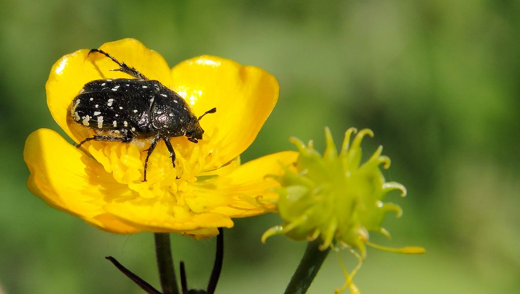 Oxythyrea funesta (Cetoniidae)