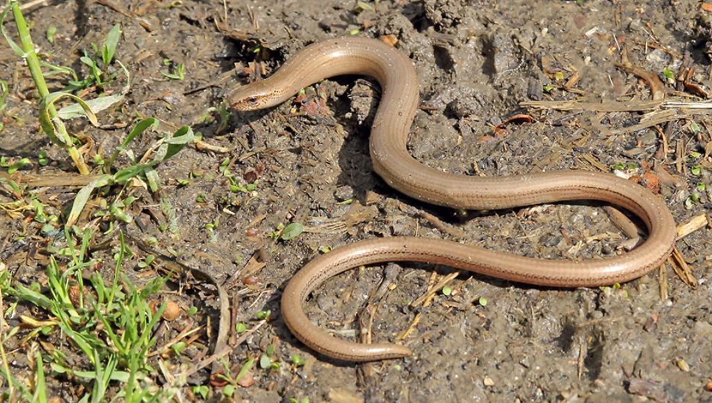 Orbettino (Anguis fragilis)