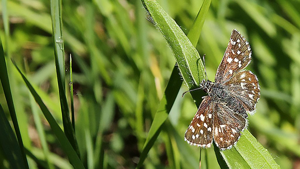 identificazione - Pyrgus malvoides, Hesperiidae