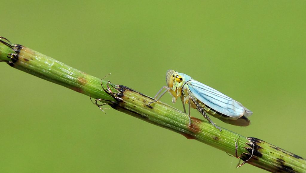 farfallina?   No,  Cicadella viridis (Cicadellidae)