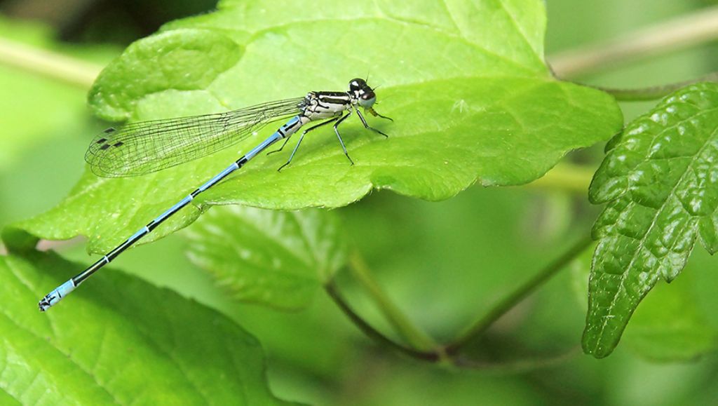 Coenagrion puella, maschio