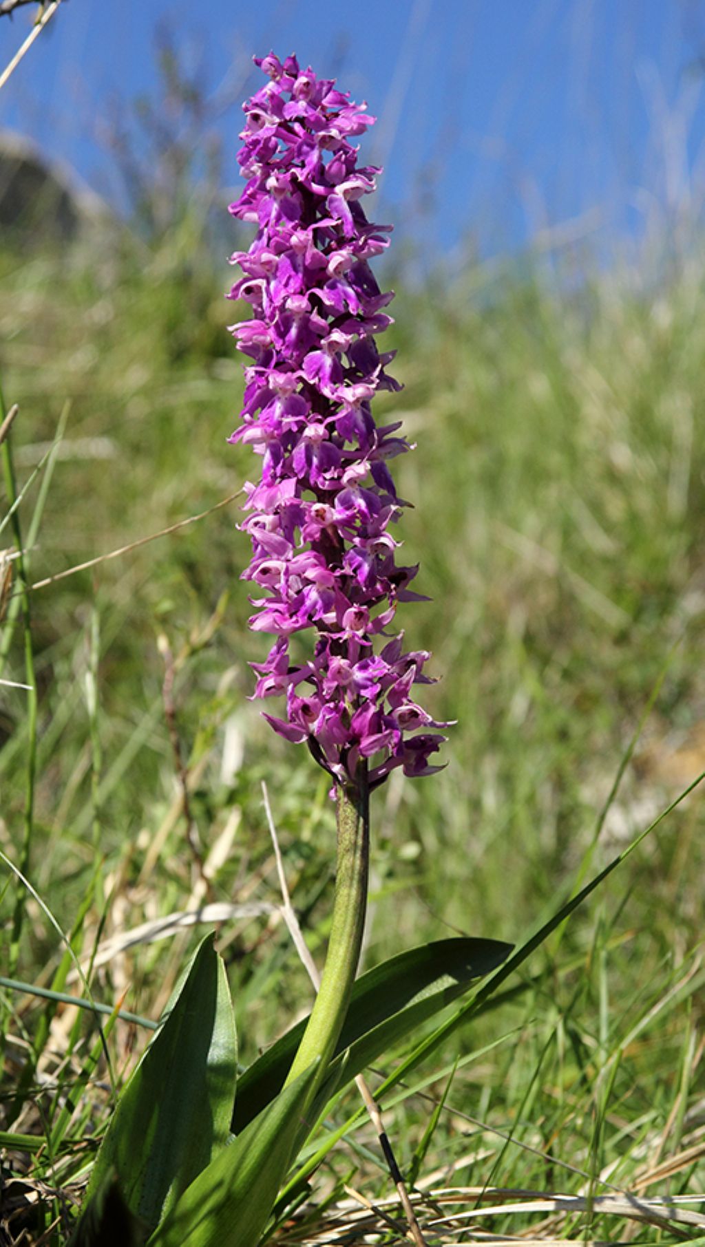 Orchis mascula