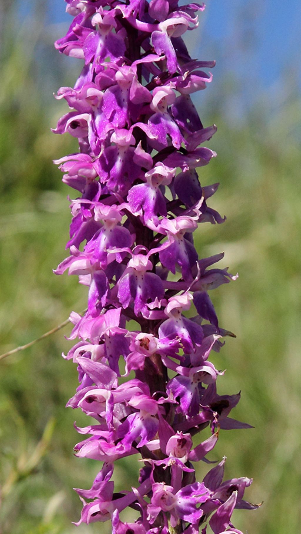 Orchis mascula