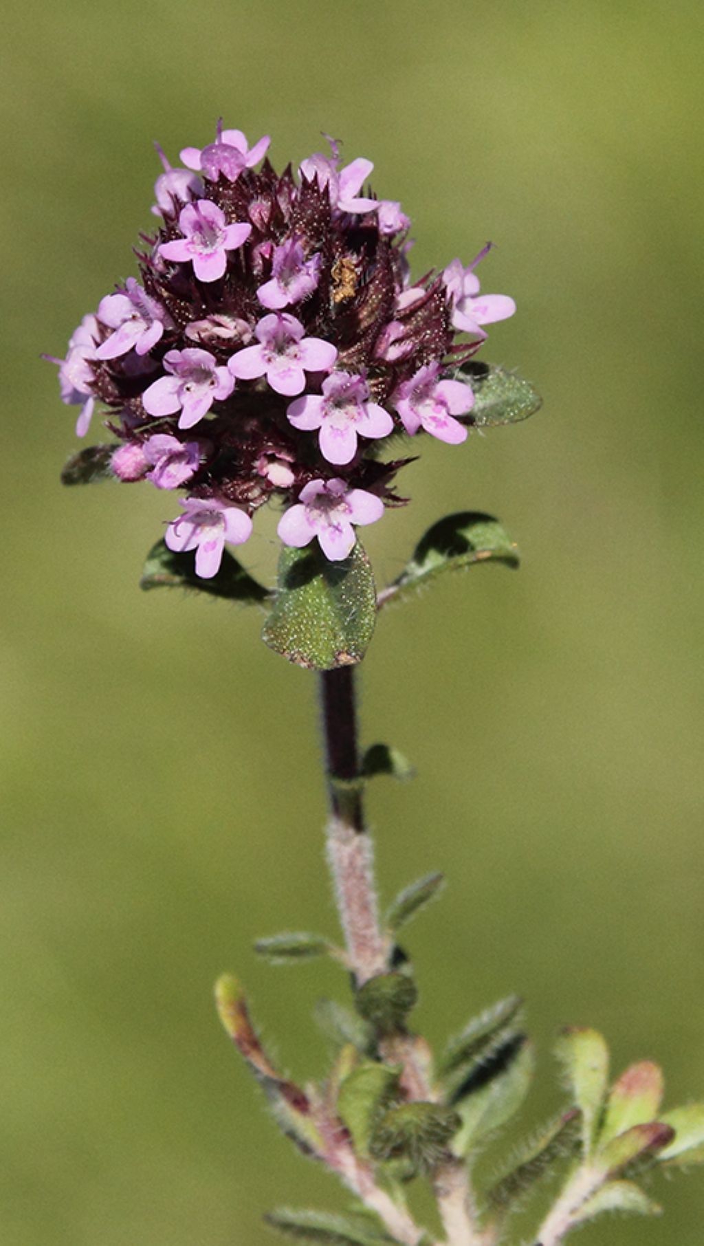 timo? si, Thymus sp.