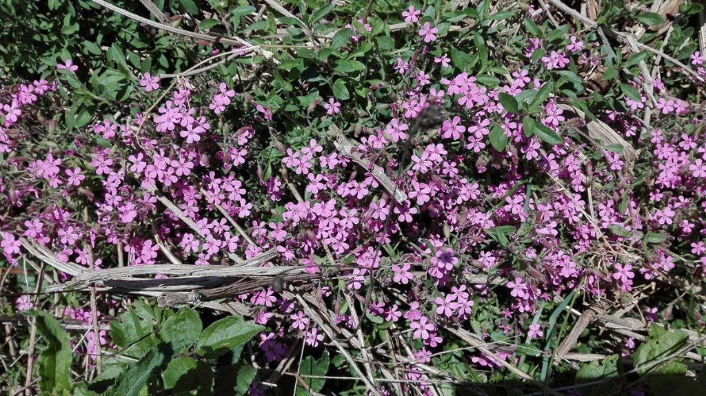 Saponaria ocymoides (Caryophyllaceae)