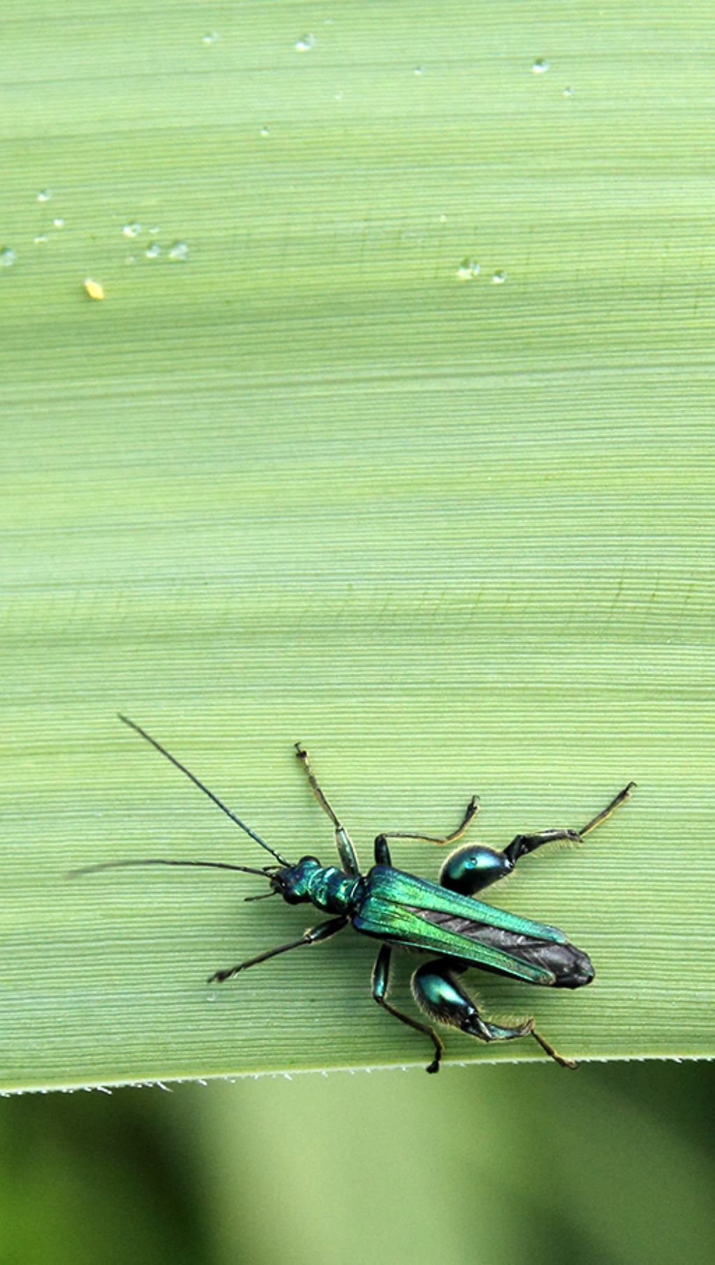 Oedemera nobilis, Oedemeridae