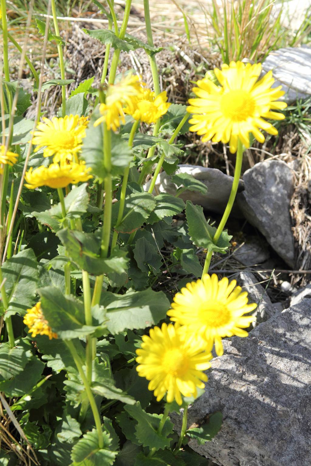 Doronicum columnae